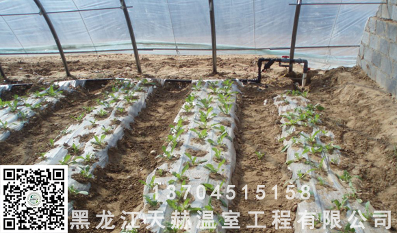 農(nóng)業(yè)節(jié)水灌溉、溫室水肥一體化之滴灌技術(shù) 農(nóng)業(yè)節(jié)水灌溉一體化之滴灌技術(shù)