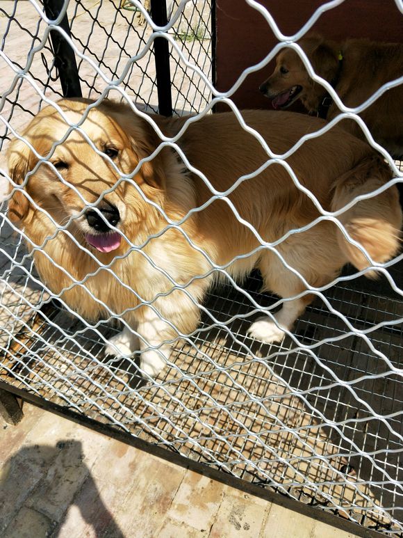 金毛犬多少錢一只，哪有賣金毛犬的多少錢，3個(gè)多月的金毛多少錢一只