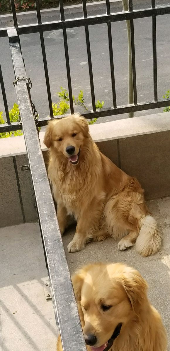 金毛犬多少錢一只，哪有賣金毛犬的多少錢，3個(gè)多月的金毛多少錢一只