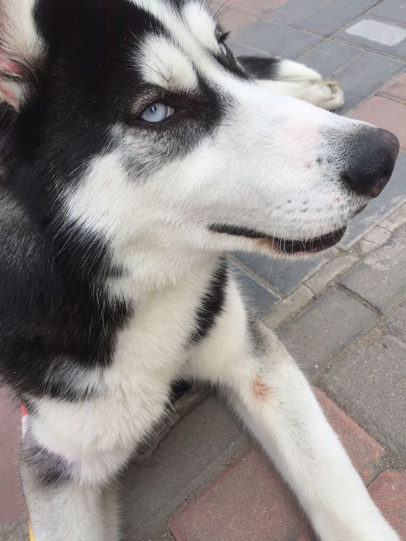 邊境牧羊犬多少錢一只，哪有賣邊境牧羊犬的，邊牧幼犬多少錢一只