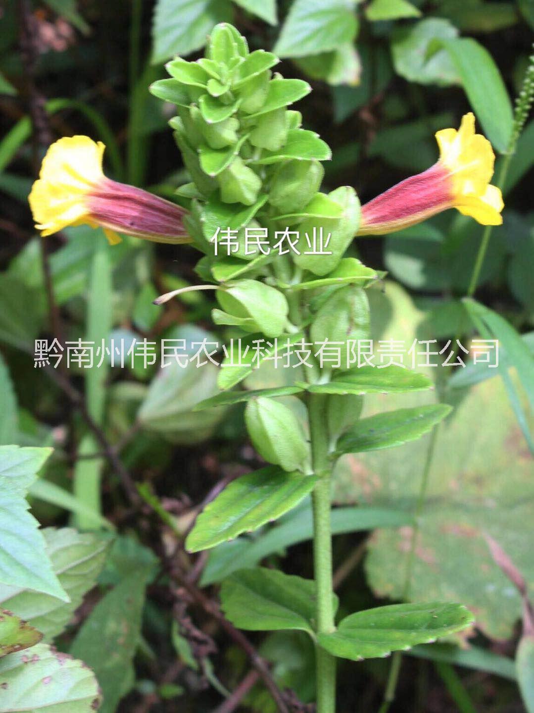 貴州黔南紅根野蠶豆 13638546628 紅根野蠶豆價格 貴州紅根野蠶豆 紅根野蠶豆供應(yīng)商 紅根野蠶豆