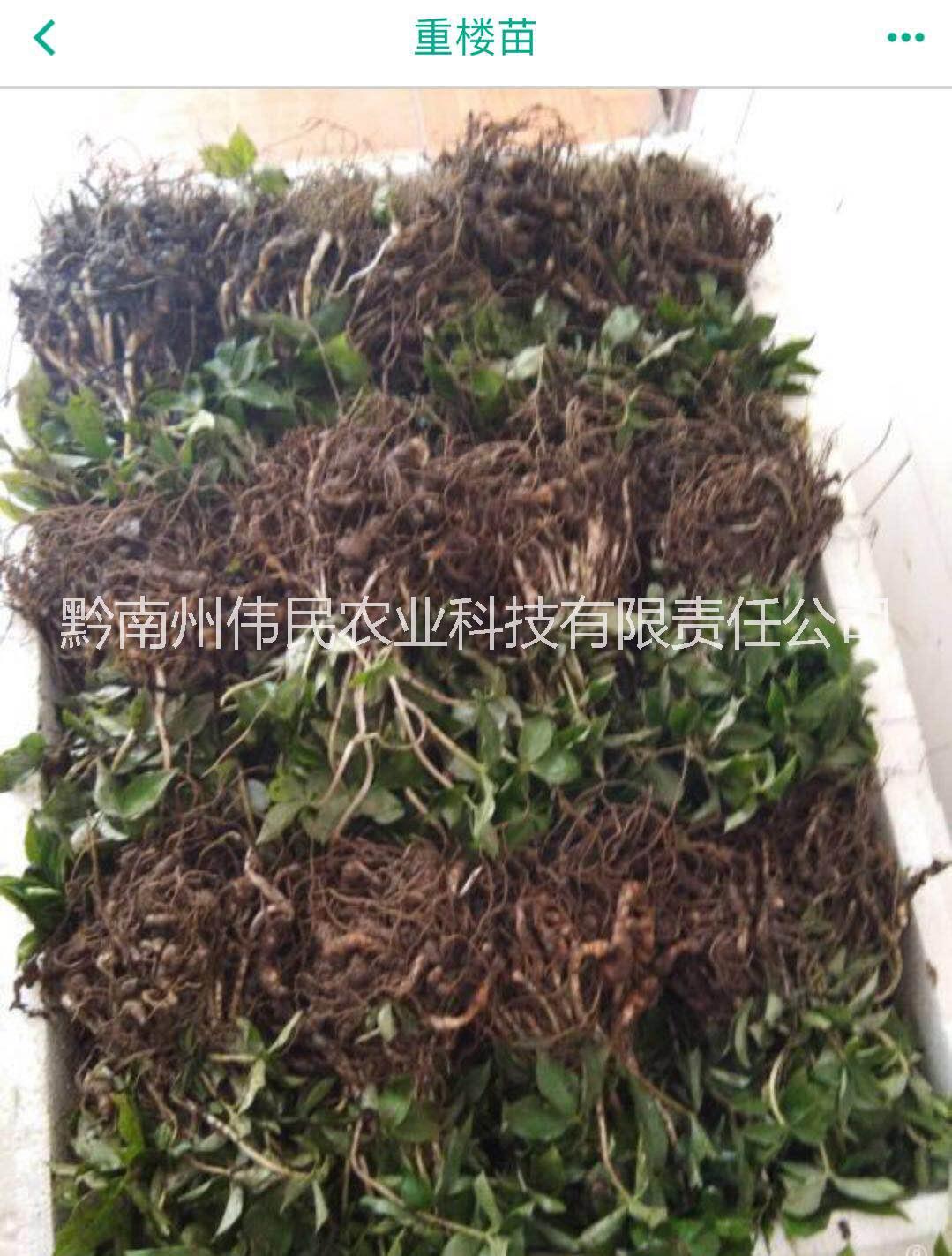 貴州黔南重樓苗 13638546628 重樓苗批發(fā) 貴州重樓苗 重樓苗供應(yīng)商