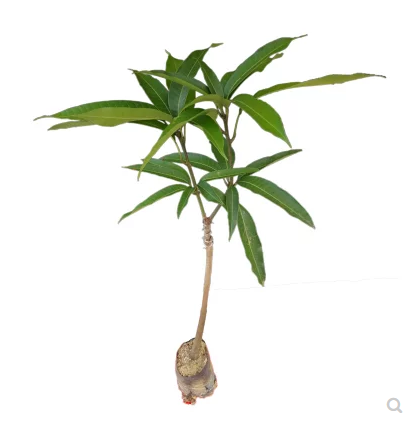 廣西桂七芒果苗批發(fā)   南寧市百香果苗  南寧市桂七芒果苗價(jià)格   南寧市桂七芒果苗批發(fā) 南寧市桂七芒果苗供應(yīng)商