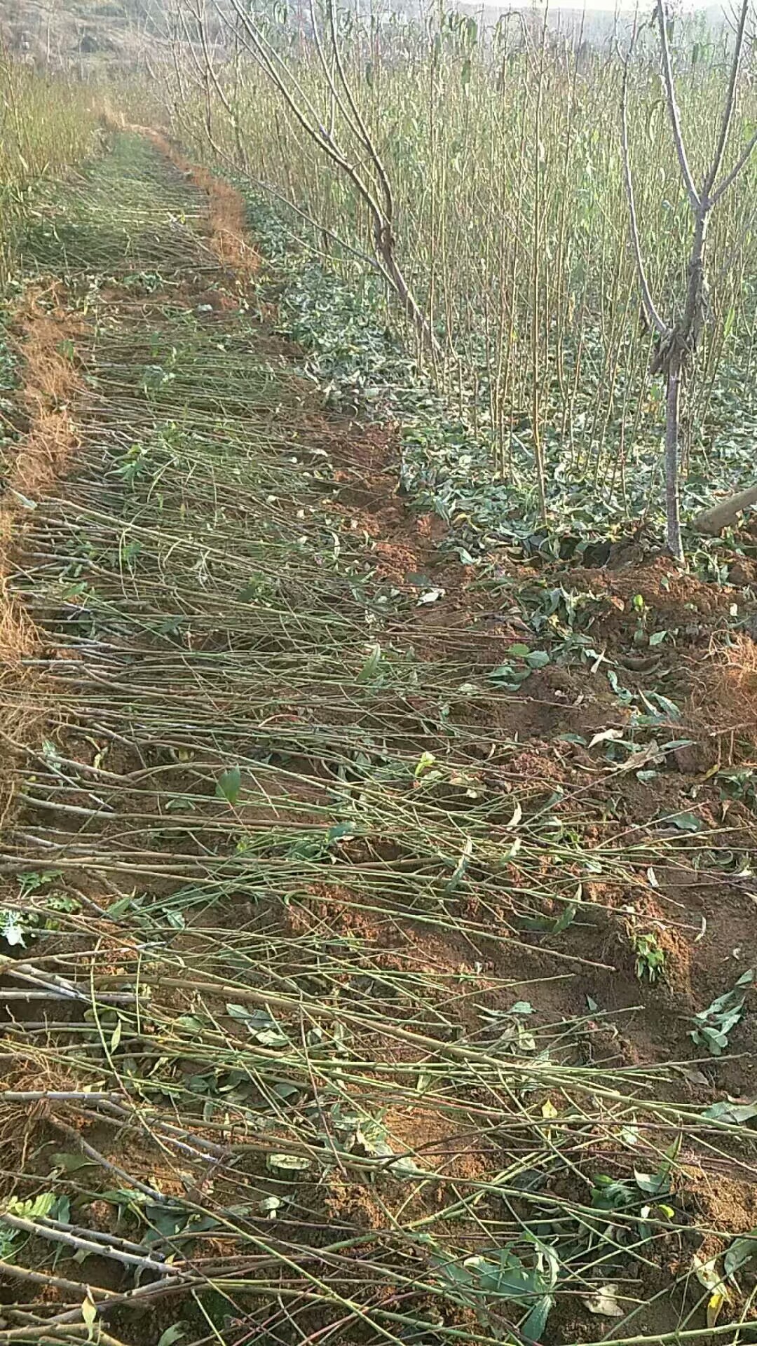 特甜品種風味皇后油蟠桃樹苗山東優(yōu)質風味皇后油蟠桃批發(fā)廠家