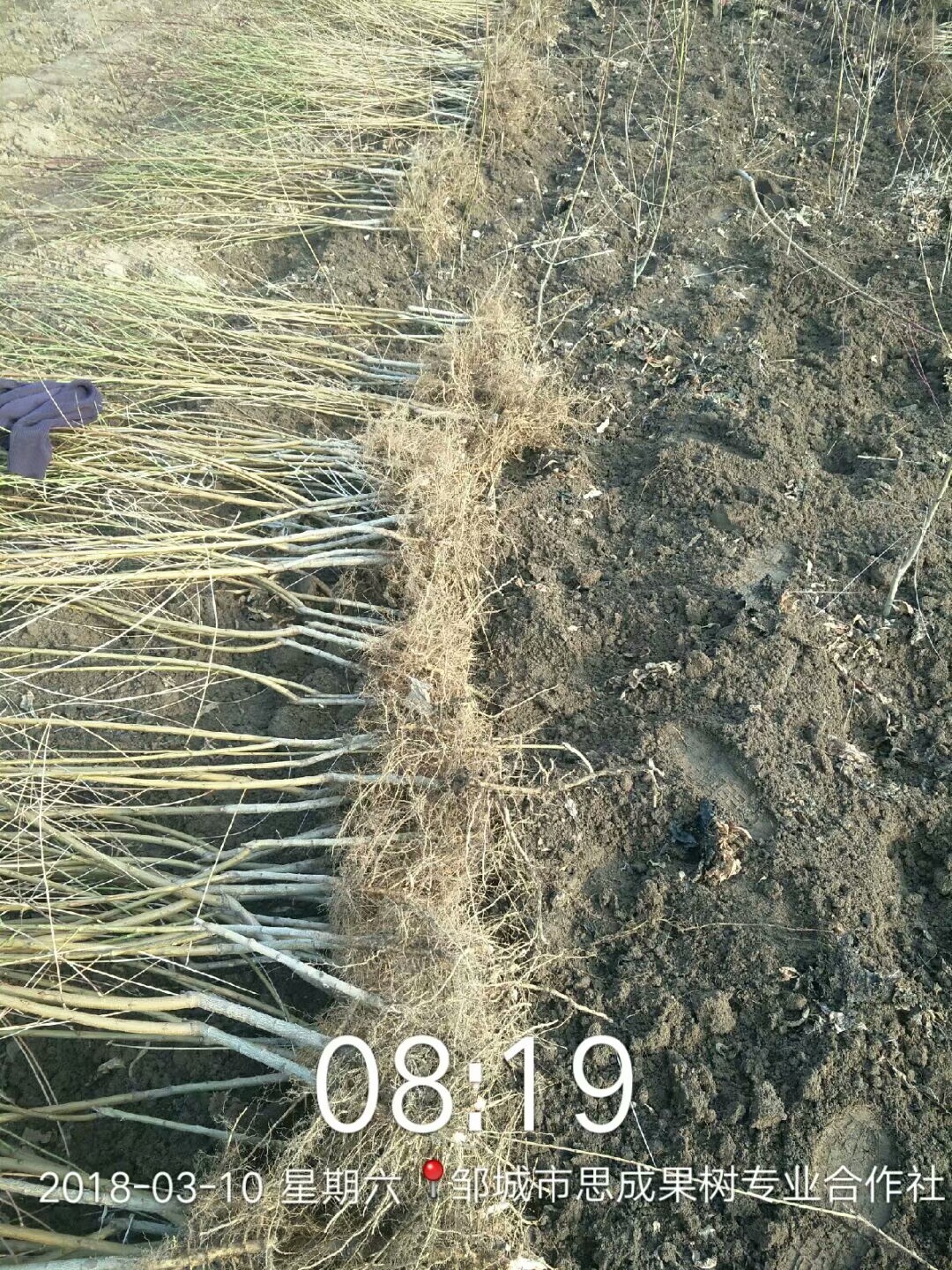 供應(yīng)36-3油蟠桃樹苗山東36-3油蟠桃樹苗批發(fā)廠家