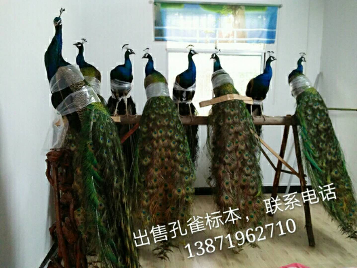 *標本價格，*標本多少錢一個，*標本優(yōu)質供應商，河南*標本，湖南*標本
