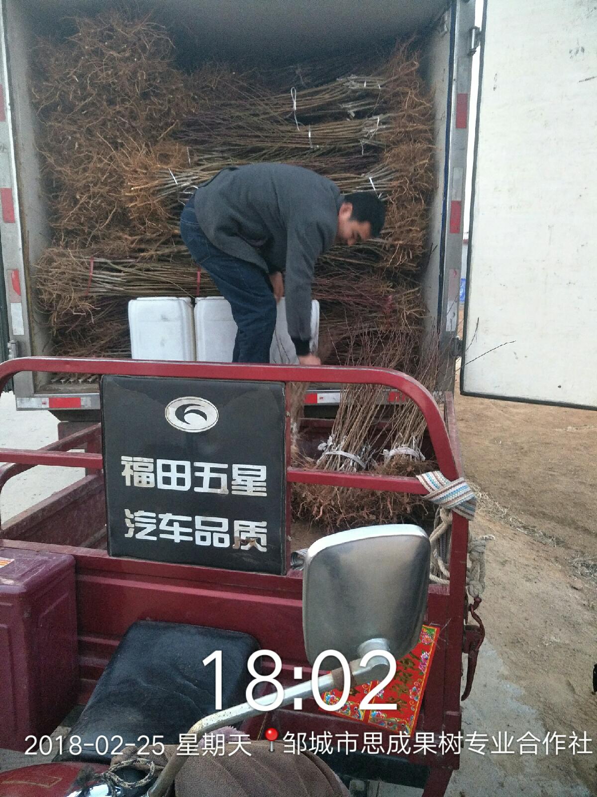 供應油蟠7號桃樹苗山東油蟠7號桃苗基地油蟠7號種植園