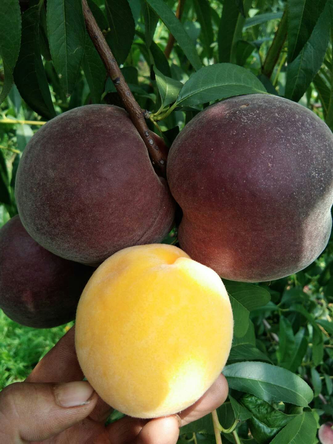 供應(yīng)黑桃樹(shù)苗純黑的桃子品種非洲黑妹桃苗批發(fā)價(jià)格