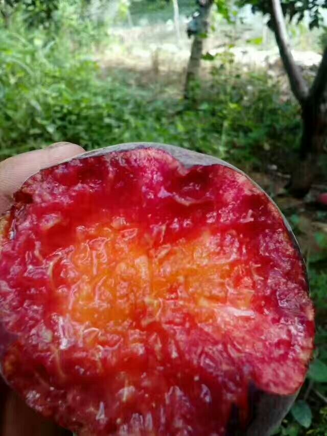 供應(yīng)黑桃樹(shù)苗純黑的桃子品種非洲黑妹桃苗批發(fā)價(jià)格