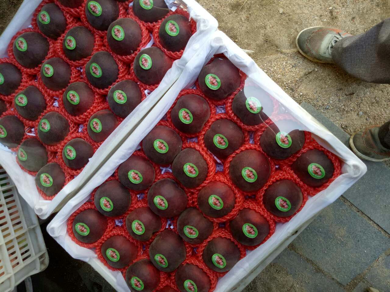 供應(yīng)黑桃樹(shù)苗純黑的桃子品種非洲黑妹桃苗批發(fā)價(jià)格