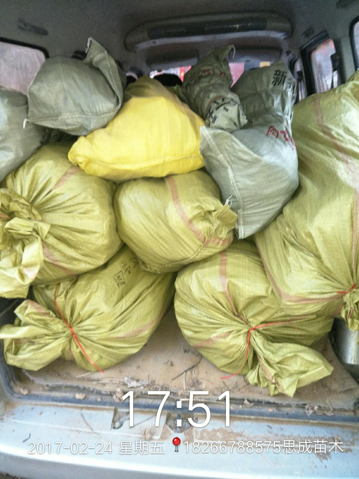 特色品種珍珠棗油桃樹苗批發(fā)山東棗油桃樹苗批發(fā)價(jià)格