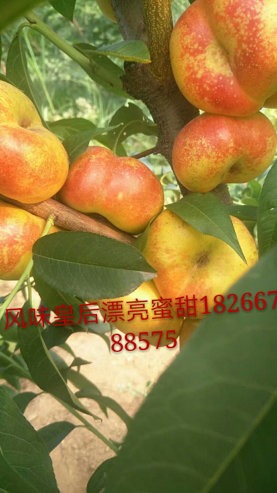 特甜品種風味皇后油蟠桃樹苗山東優(yōu)質風味皇后油蟠桃批發(fā)廠家