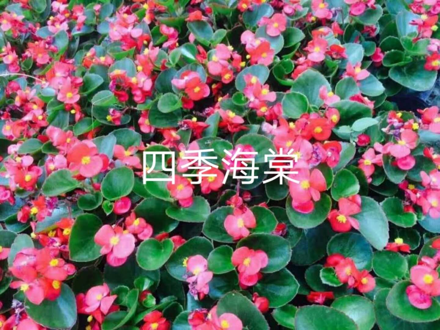 四季海棠供應(yīng)基地自產(chǎn)自銷量大從優(yōu)