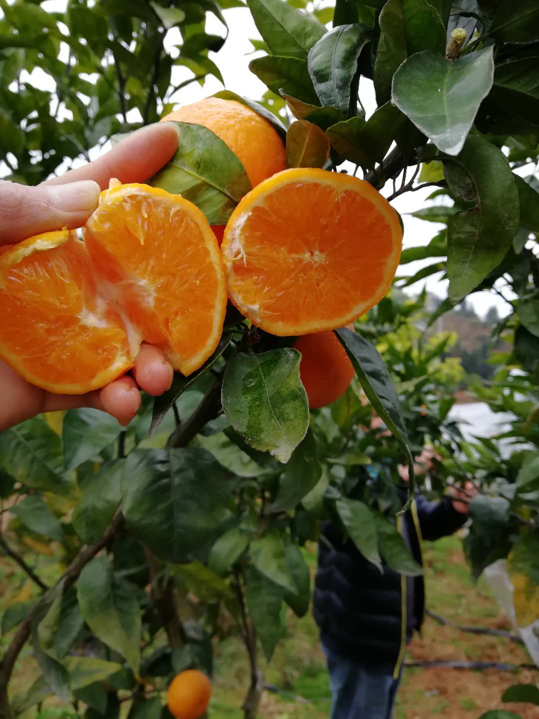 2021紅寶石沃柑多少錢一棵