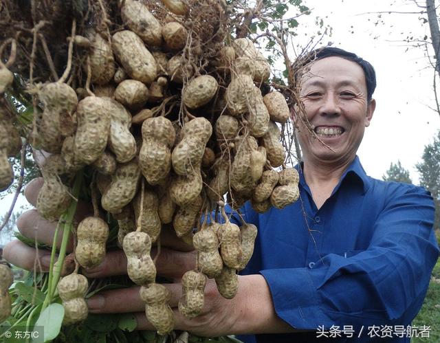 花生三遍藥價格花生三遍藥出廠價