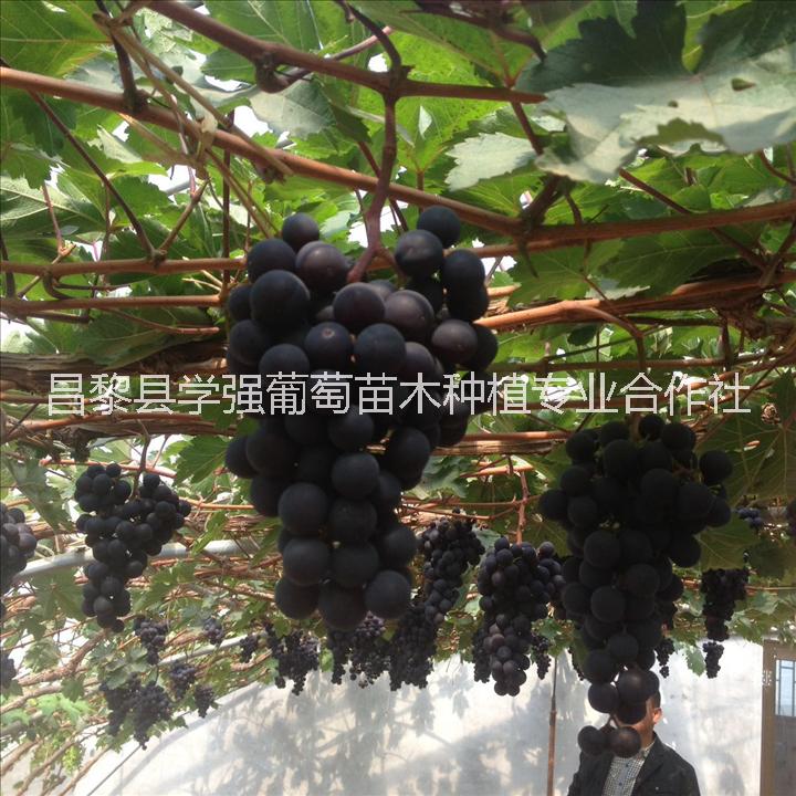 晨香葡萄苗13903330313河北晨香葡萄苗批發(fā) 河北晨香葡萄苗報價 晨香葡萄苗供應(yīng)商
