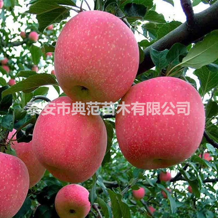 煙富6蘋果苗價格 基地*現(xiàn)挖現(xiàn)賣煙富6蘋果苗