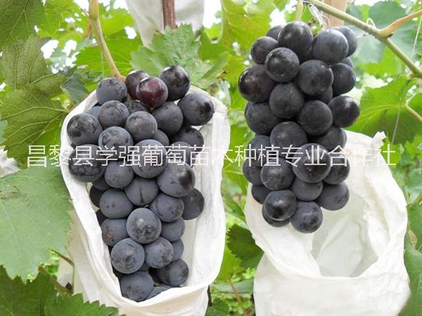 夏黑葡萄 昌黎夏黑葡萄價格 夏黑葡萄銷售 夏黑葡萄種植基地 夏葡萄 夏葡萄河北種植場