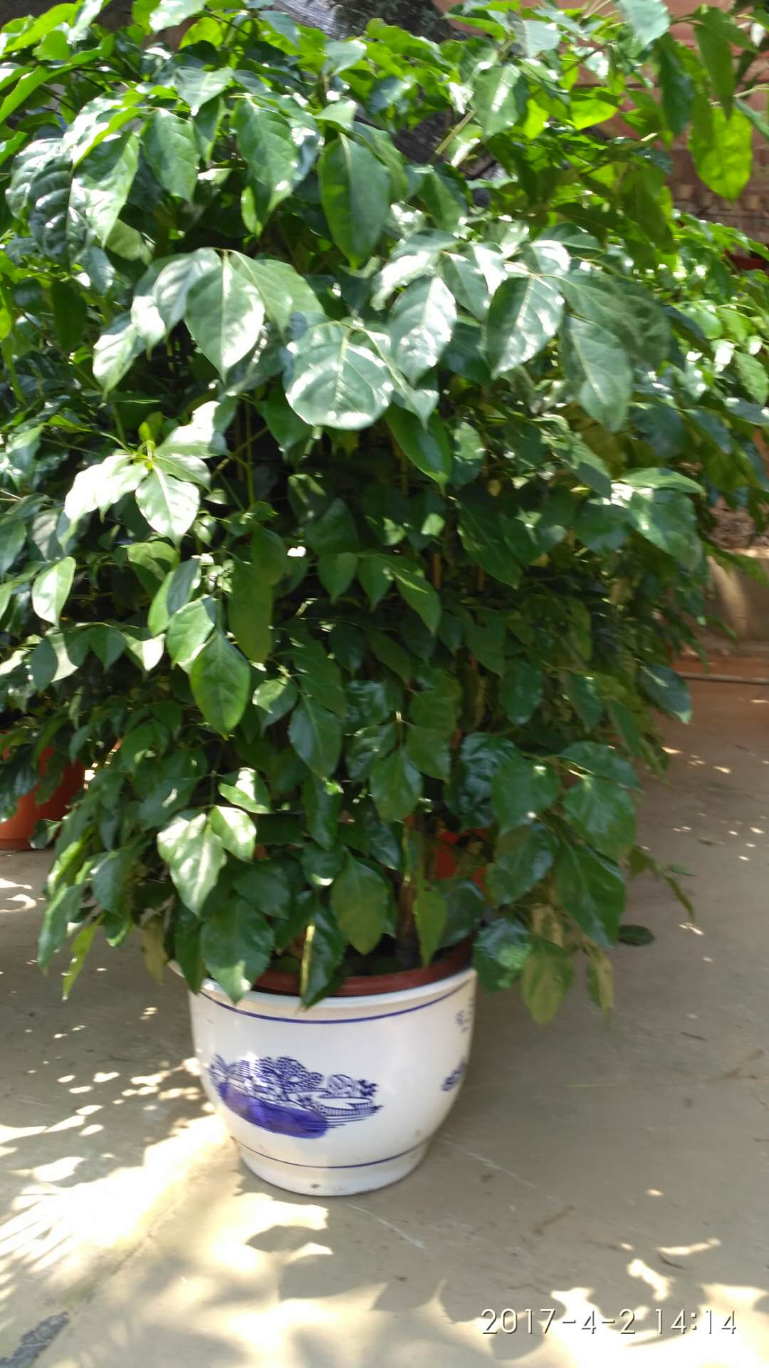 東莞辦公室盆栽植物 東莞室內(nèi)盆栽植物 東莞大型植物盆栽 東莞大型植物租賃