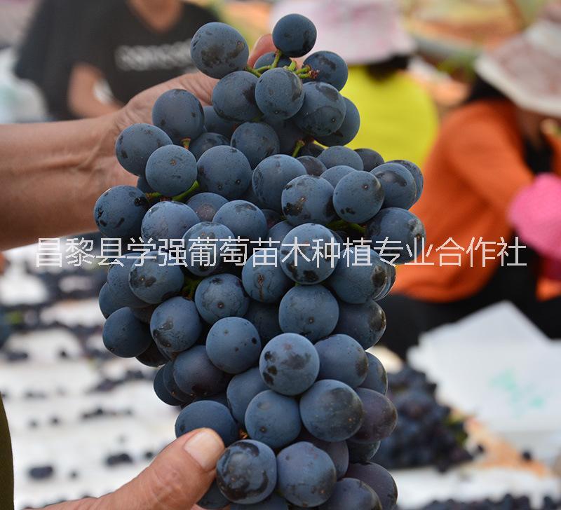 黑提葡萄苗13903330313河北黑提葡萄苗批發(fā) 河北黑提葡萄苗報價 黑提葡萄苗供應(yīng)商 黑提葡萄苗