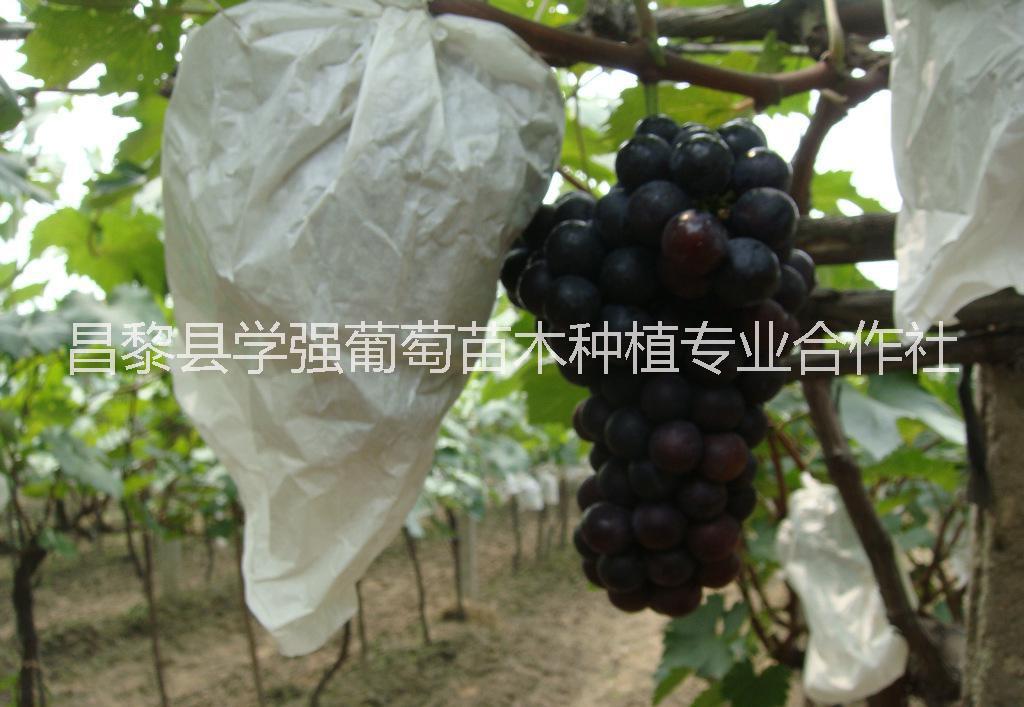 夜美人葡萄 昌黎夜美人葡萄種植基地 夜美人葡萄供應商 夜美人葡萄價格