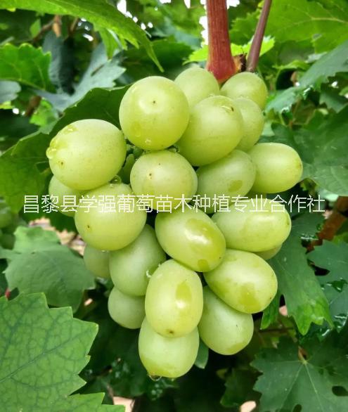 晨香葡萄苗13903330313河北晨香葡萄苗批發(fā) 河北晨香葡萄苗報價 晨香葡萄苗供應(yīng)商