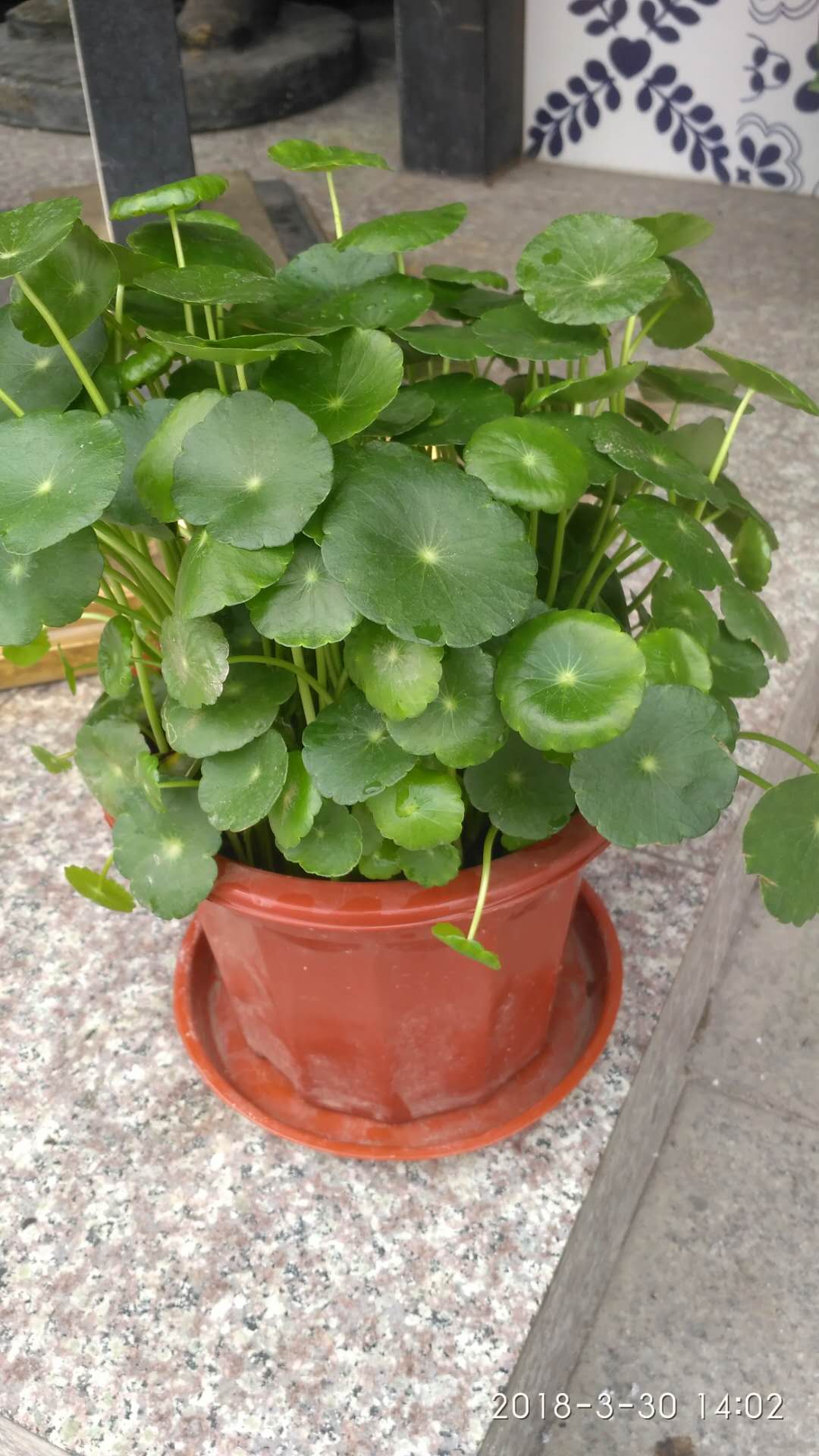 東莞辦公室盆栽植物 東莞室內(nèi)盆栽植物 東莞大型植物盆栽 東莞大型植物租賃