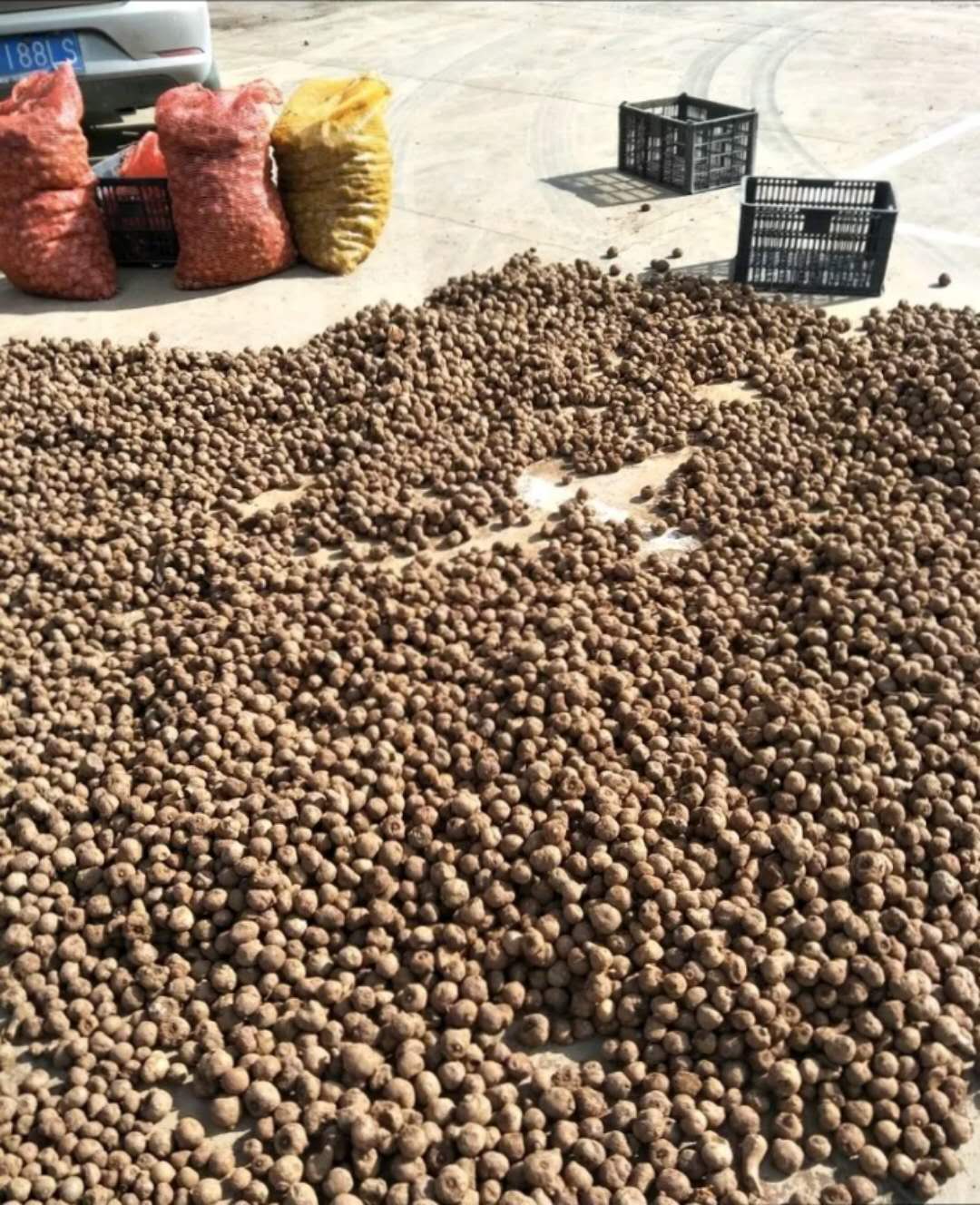 魔芋種子 花魔芋