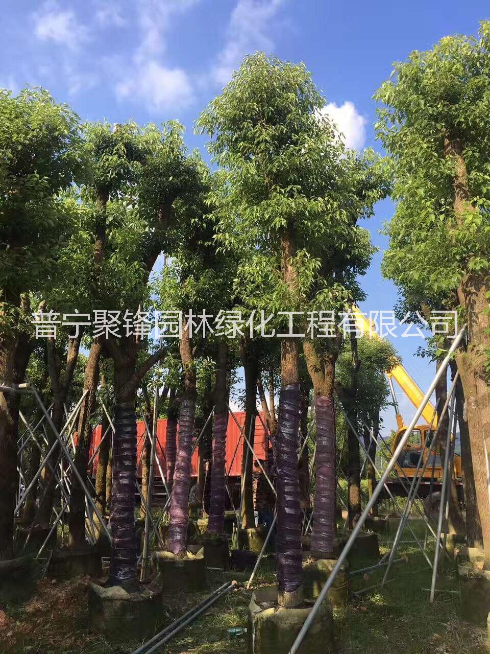 普寧香樟_基地直銷_廣東普寧_基地直銷 一手貨源，農(nóng)戶*?；刂变N 一手貨源，農(nóng)戶*。香樟基地直銷