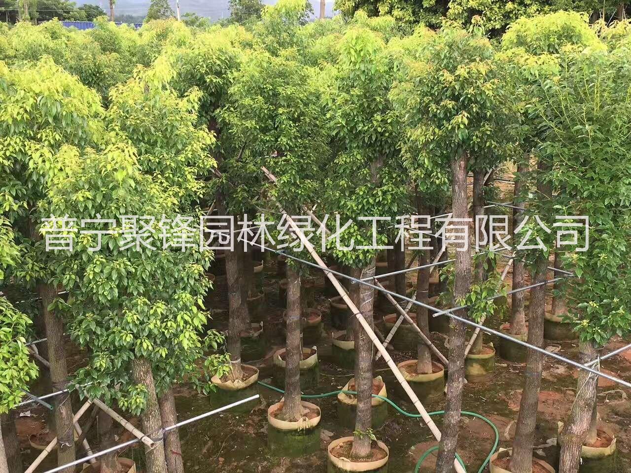 香樟_叢生香樟_香樟樹價香樟_香樟報價_叢生香樟_香樟_香樟樹價