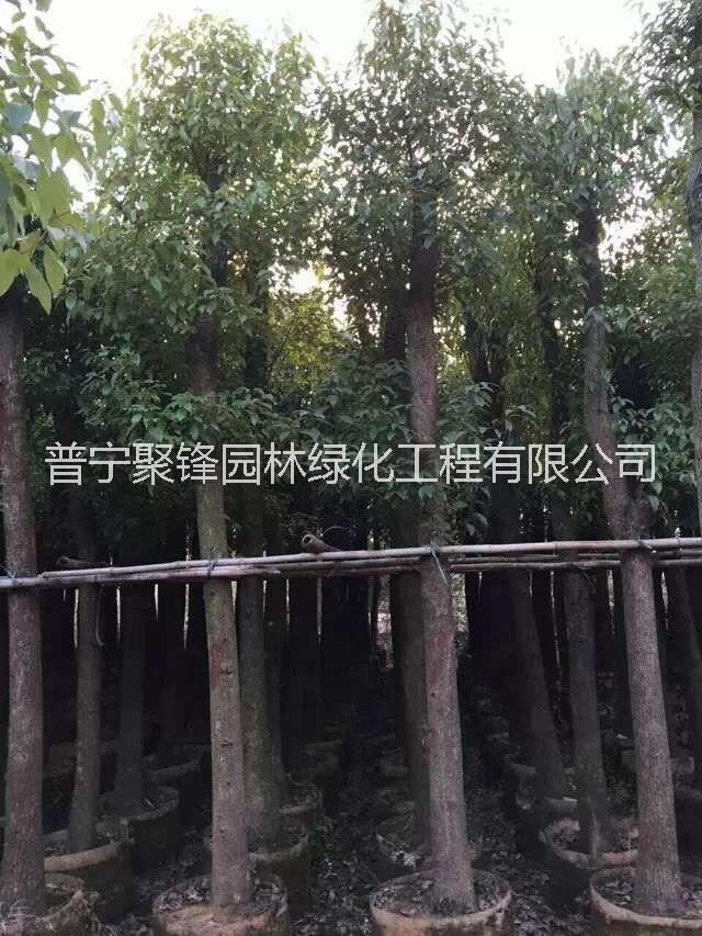 香樟價格_香樟價格_香樟苗木_香樟苗木基地_供應價格 廣東揭陽香樟10公分基地直銷