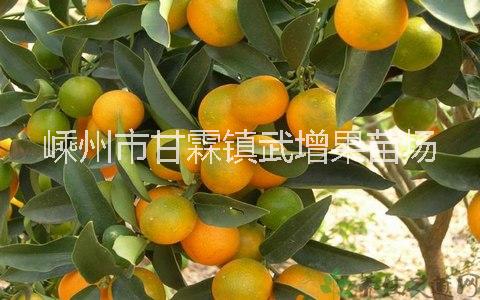 脆皮全桔苗 浙江嵊州脆皮全桔苗產(chǎn)地 嵊州脆皮金桔苗聯(lián)系電話 嵊州脆皮全桔苗銷售