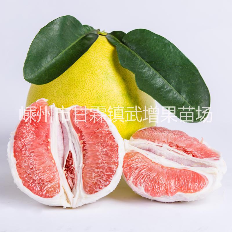 蜜柚 紅肉蜜柚苗批發(fā) 采購嵊州紅肉葡萄苗 嵊州紅肉蜜柚苗種植基地