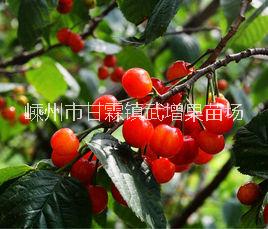 紅妃櫻桃 紅妃櫻桃秒批發(fā) 嵊州紅妃櫻桃苗價(jià)格 浙江嵊州紅妃櫻桃苗種植基