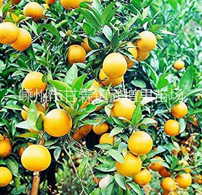 脆皮全桔苗 浙江嵊州脆皮全桔苗產(chǎn)地 嵊州脆皮金桔苗聯(lián)系電話 嵊州脆皮全桔苗銷售