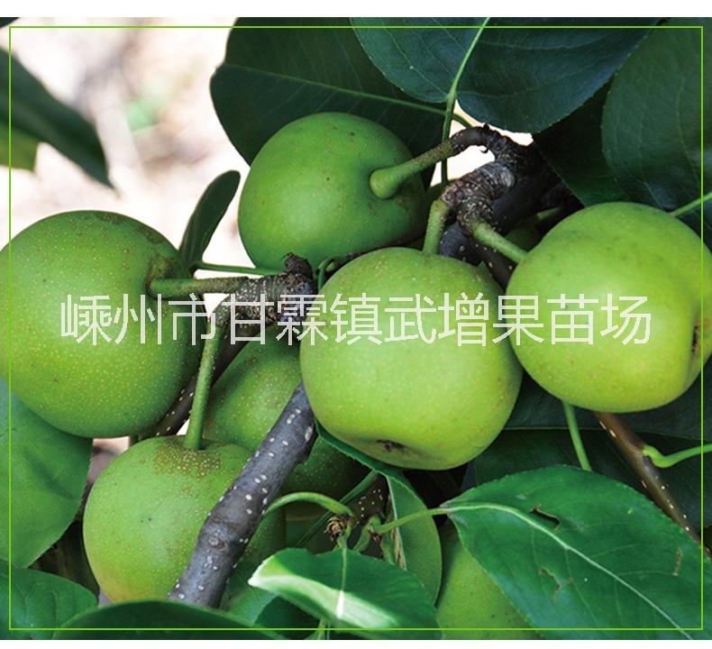 翠冠梨苗 翠冠梨苗生產(chǎn)地 嵊州翠冠梨苗采購 嵊州翠冠梨苗批發(fā)價格