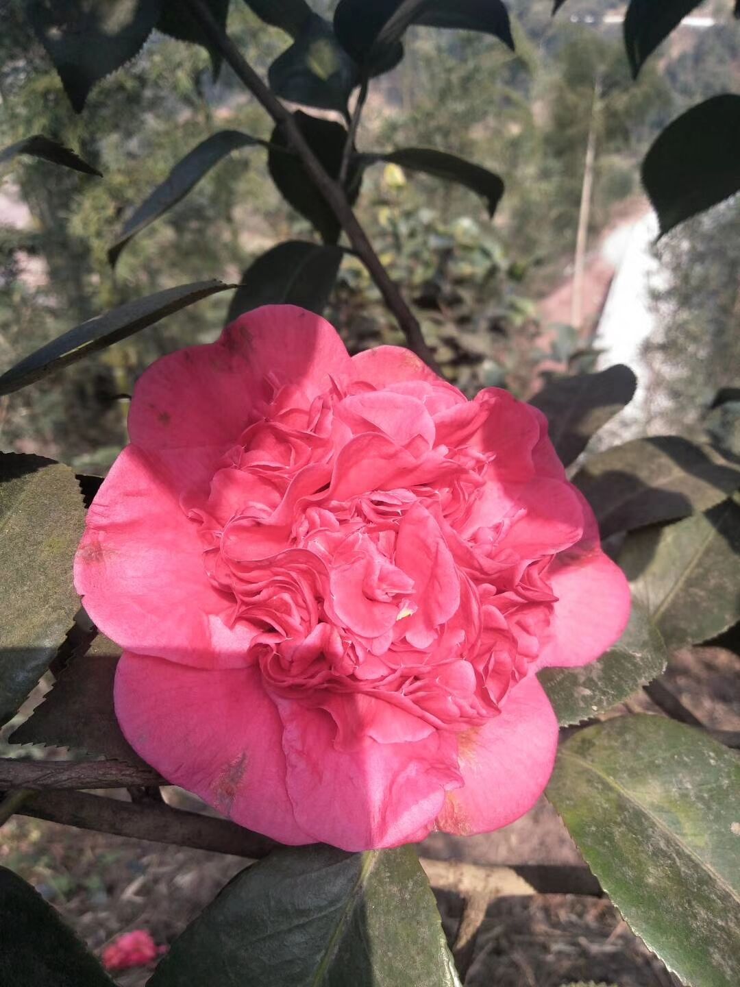 茶花苗 茶花苗多少錢(qián) 茶花苗供應(yīng)商