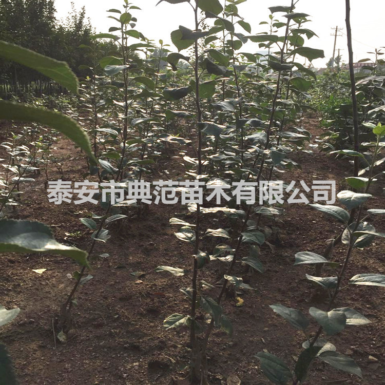 魯麗蘋果苗價格 魯麗蘋果樹苗品種介紹