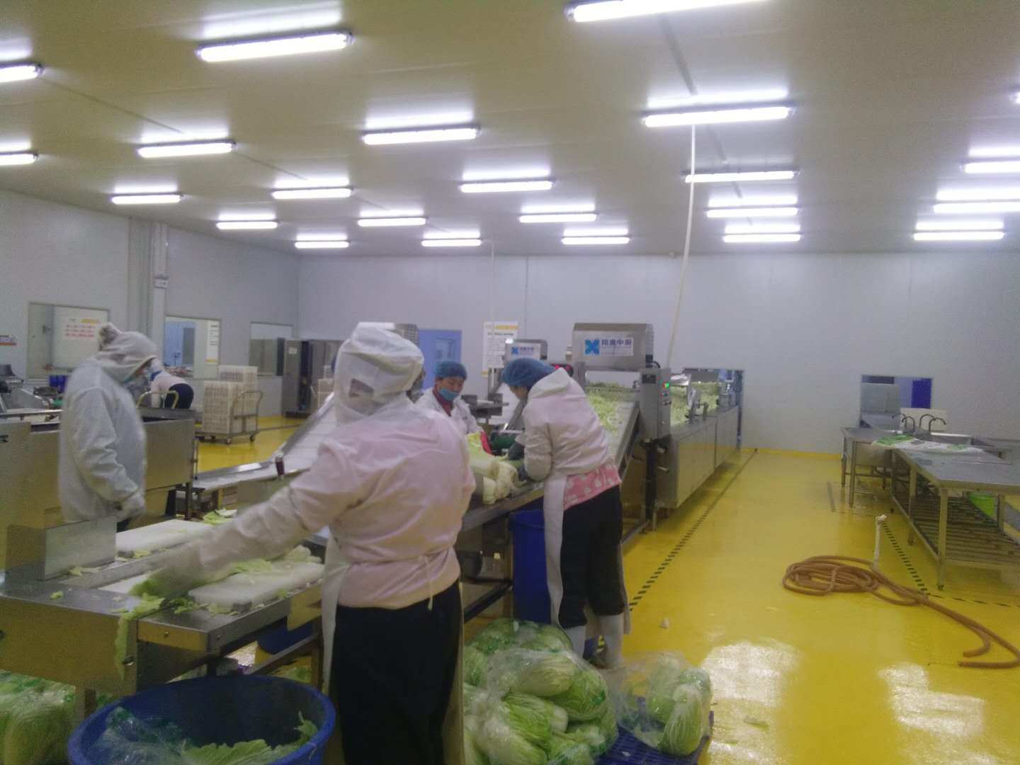 大型連續(xù)式葉菜類清洗線、洗菜機、自動清洗機、大型洗菜線、廚房設(shè)備、果蔬清洗機