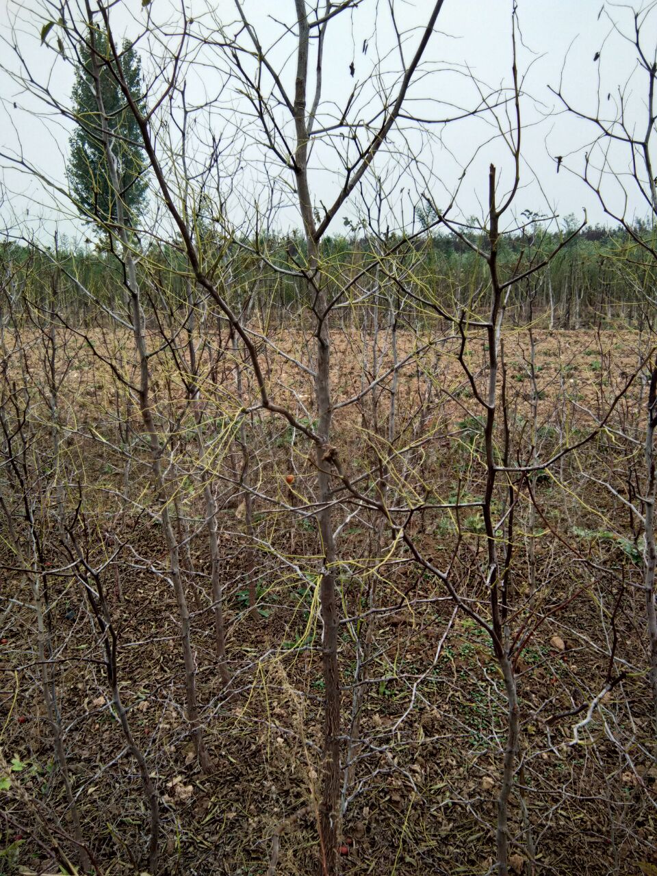 山東冬棗樹苗價格