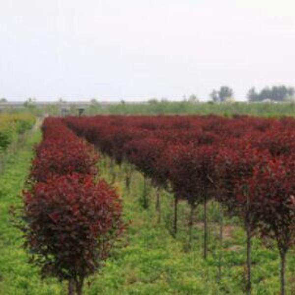 泰安紅葉李銷售