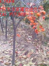 山東 甜柿子苗