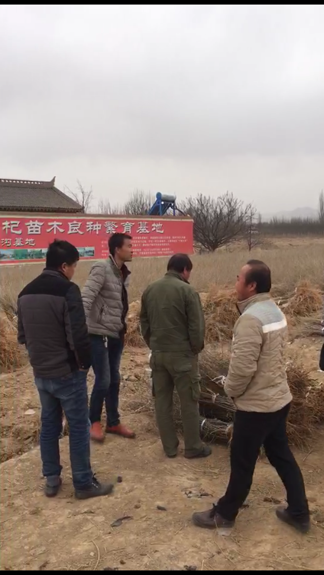 寧夏枸杞苗  供應(yīng)0909枸杞苗 寧夏0909枸杞苗