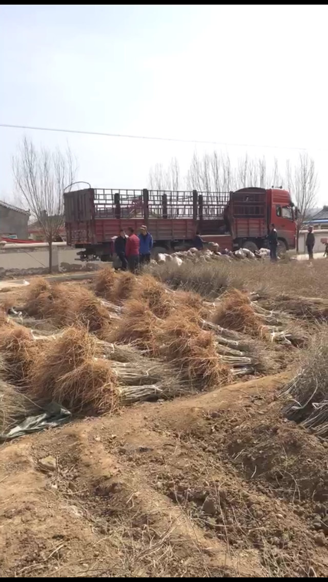 寧夏枸杞苗  供應(yīng)0909枸杞苗 寧夏0909枸杞苗