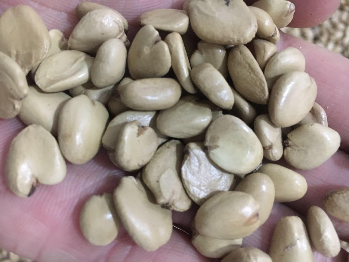 商龍供應(yīng)優(yōu)質(zhì)黑老虎大血藤五味子布福娜種子種苗