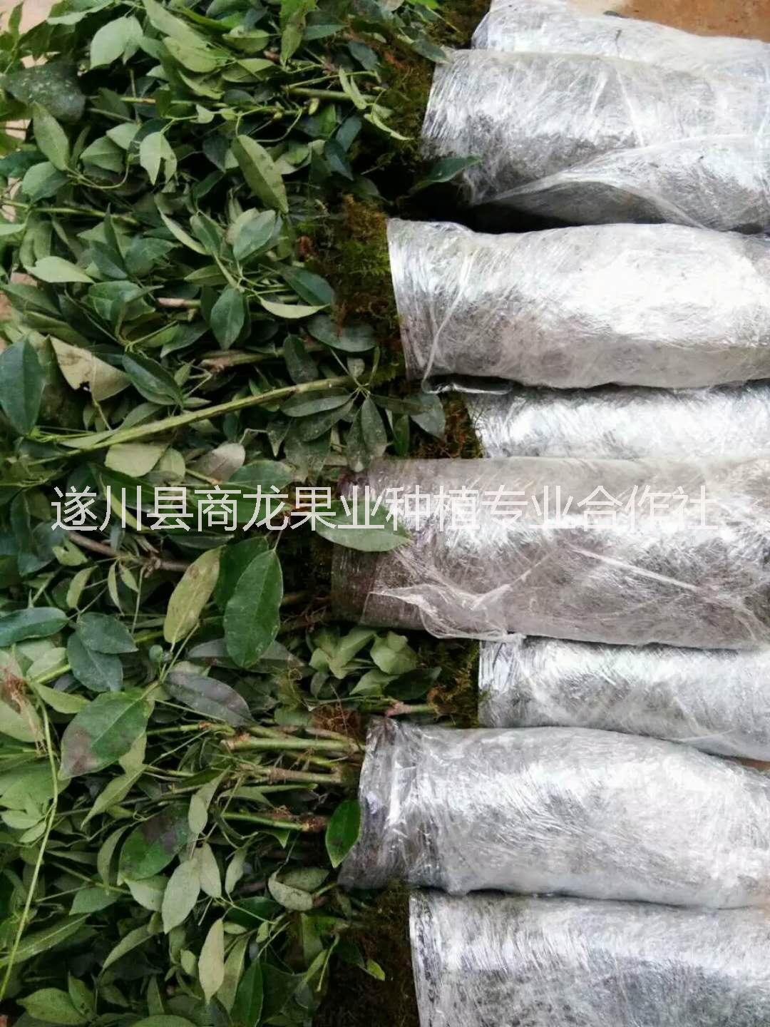 吉安遂川商龍供應(yīng)優(yōu)質(zhì)高產(chǎn)九月黃金蕉種子種苗