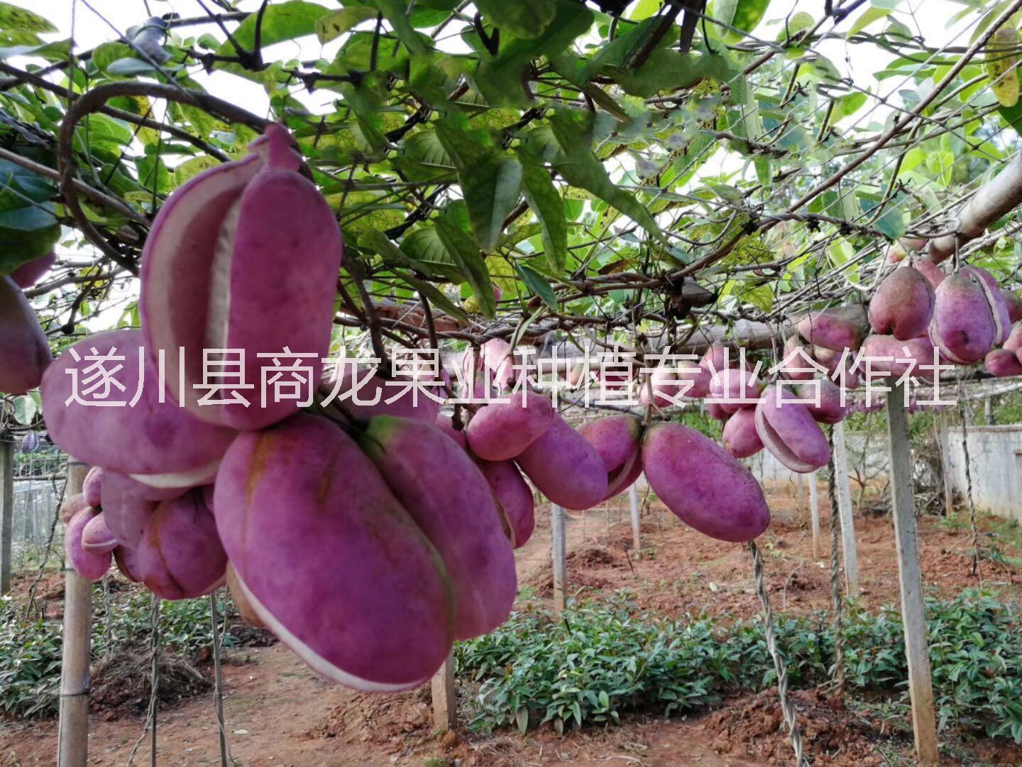 吉安商龍農(nóng)科供應(yīng)優(yōu)質(zhì)高產(chǎn)八月瓜種子種苗