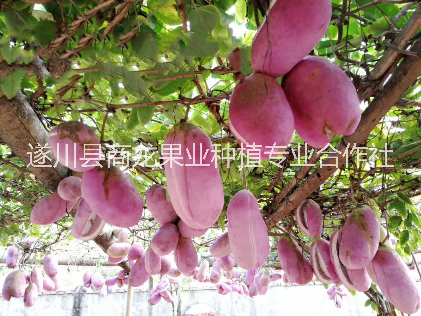 吉安商龍農(nóng)科供應(yīng)優(yōu)質(zhì)高產(chǎn)八月瓜種子種苗