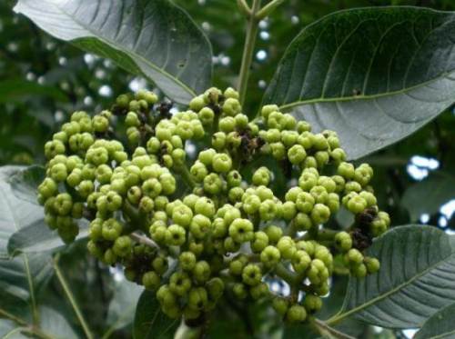 中花吳茱萸苗 吳茱萸苗