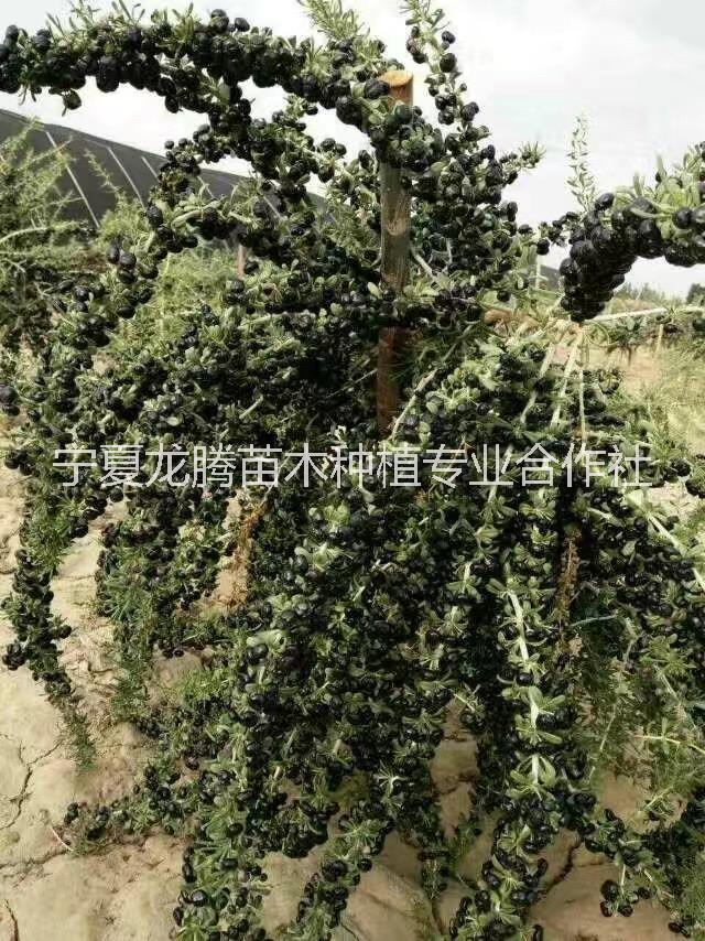 黑枸杞苗 *黑枸杞苗 寧夏黑枸杞苗基地 黑枸杞苗  黑枸寧夏黑枸杞苗基地